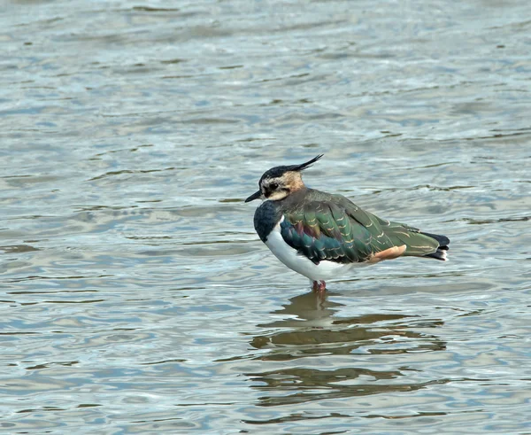 Lapwing settentrionale — Foto Stock