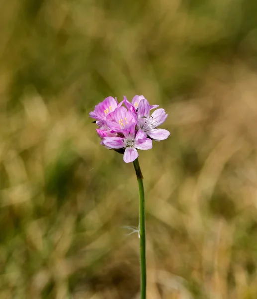 Zee spaarzaamheid — Stockfoto