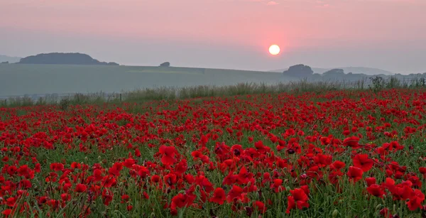 Papaveri al tramonto — Foto Stock