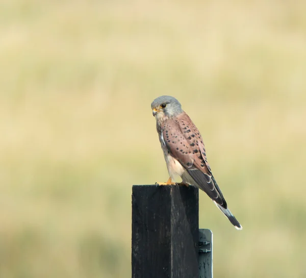 Turmfalke — Stockfoto