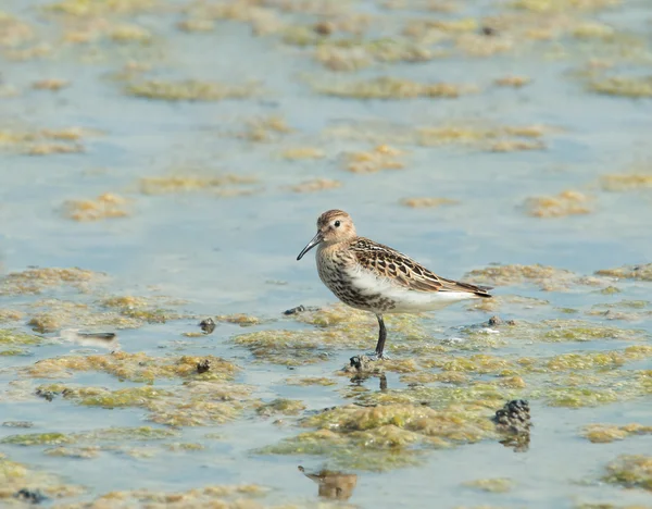 Dunlin. — Foto de Stock