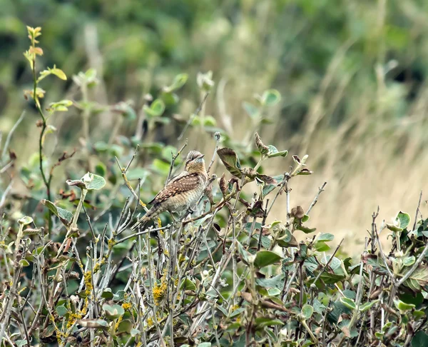 Wryneck — Zdjęcie stockowe