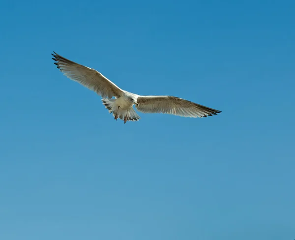 Gaivota arenque — Fotografia de Stock