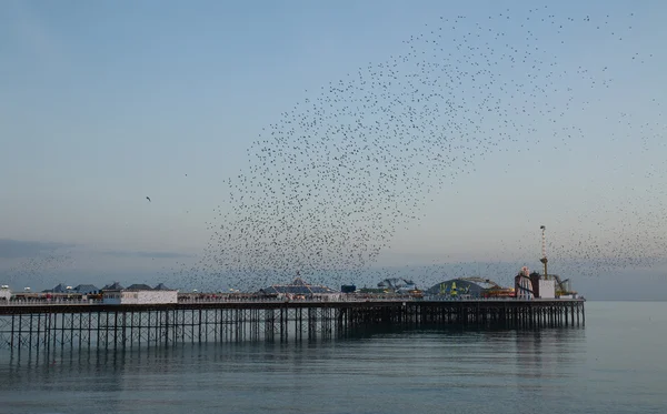 Brighton Pier üzerine sığırcık Murmuration — Stok fotoğraf
