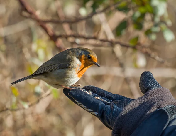 Robin on Hand — Stock Photo, Image