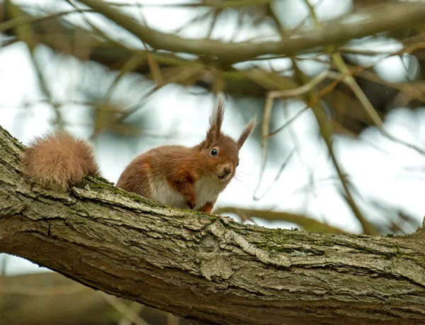 Red Squirrel in Tree — Stock Photo, Image