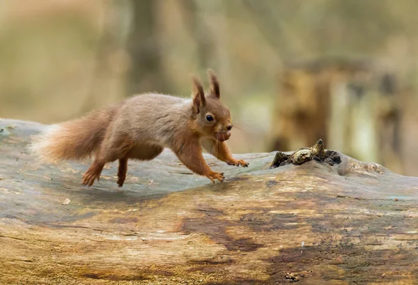 Röda ekorren hoppar — Stockfoto