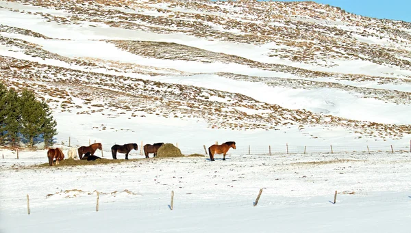 Исландские лошади Стоковое Изображение