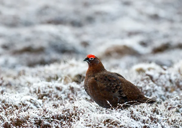 Red Grouse — Zdjęcie stockowe