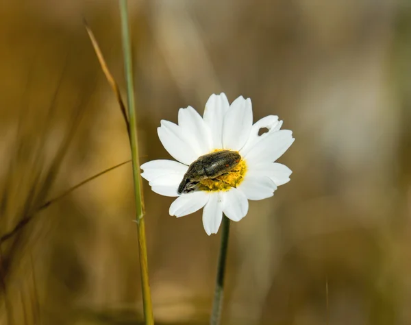 Käfer auf Gänseblümchen — Stockfoto