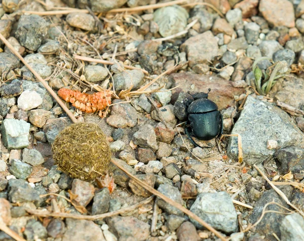 Dung Beetle with Dung Ball — Stock Photo, Image