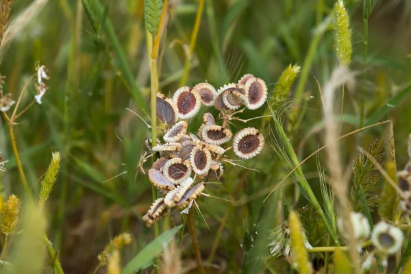 Mediterrane Hartwort — Stockfoto