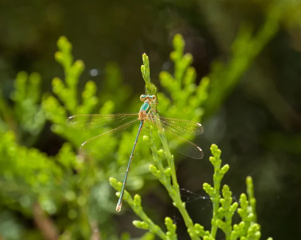 Göçmen Spreadwing — Stok fotoğraf