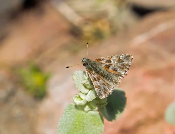 Orientalischer marmorierter Skipper — Stockfoto