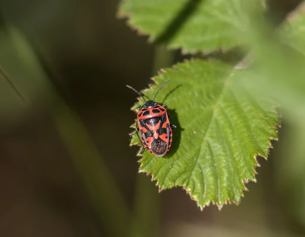 Bug escudo adornado — Foto de Stock