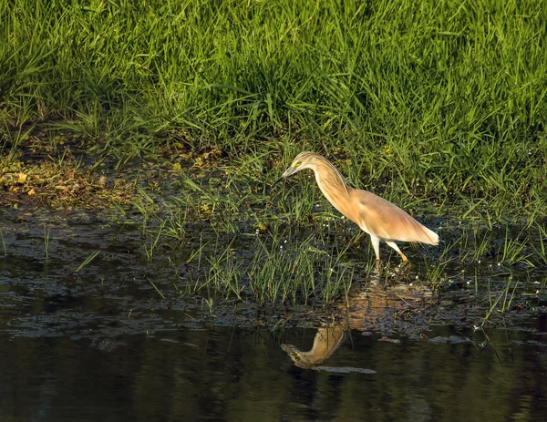 Garza de Squacco —  Fotos de Stock