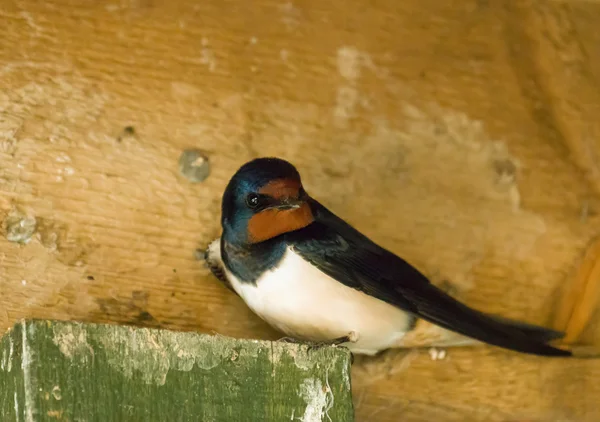 Barn swallow — Zdjęcie stockowe
