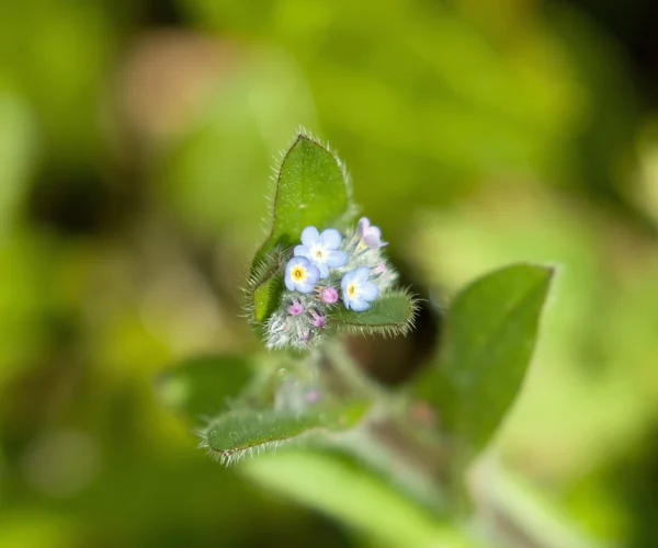 Unutmabeni — Stok fotoğraf