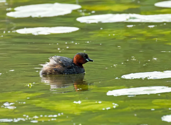 Pequeno Grebe. — Fotografia de Stock