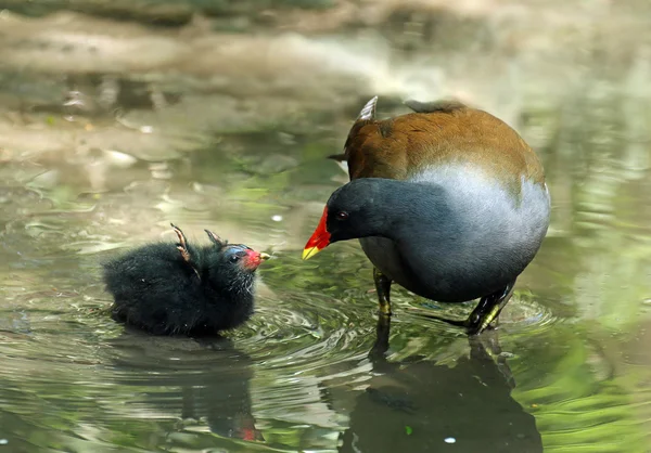 Moorhen y bebé comunes — Foto de Stock