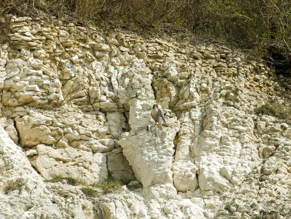 Faucon pèlerin sur la falaise — Photo