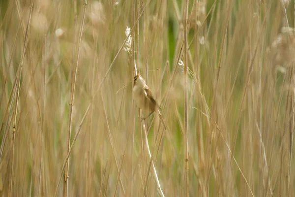 Rörsångare — Stockfoto