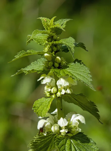 White Dead-nettle — Stock Photo, Image