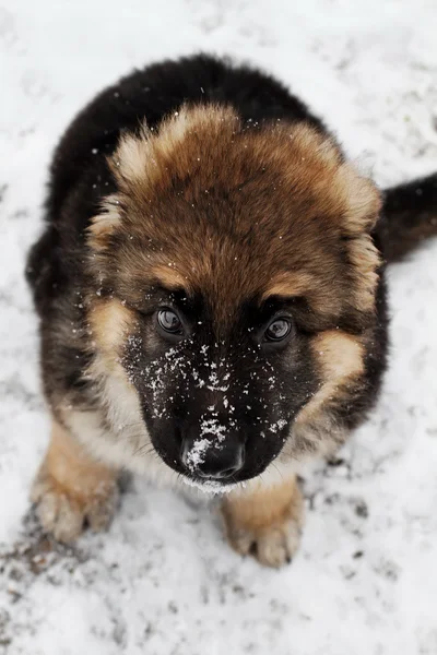 Filhote de cachorro pastor alemão na neve — Fotografia de Stock