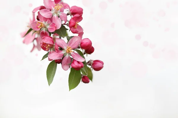 Cluster de flores de maçã de caranguejo — Fotografia de Stock