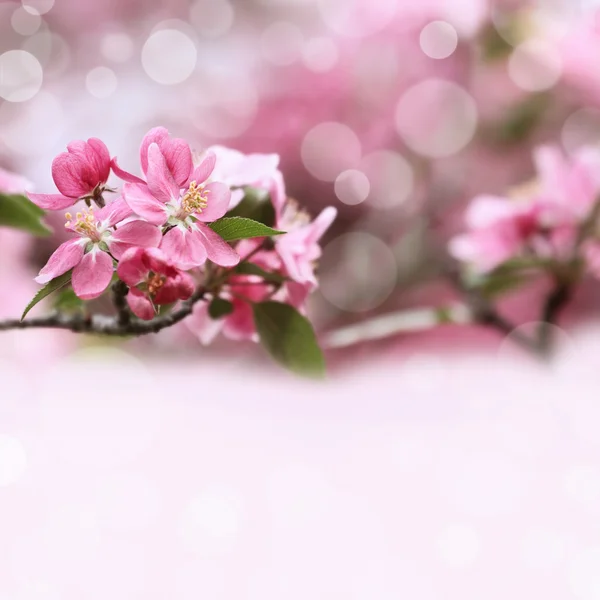 Rosafarbene Frühlingsblüher — Stockfoto