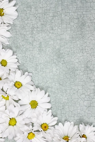 白色雏菊背景 — 图库照片