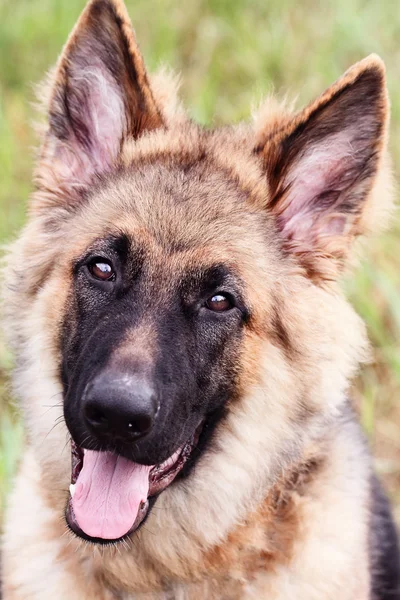 German Shepherd Dog Royalty Free Stock Photos