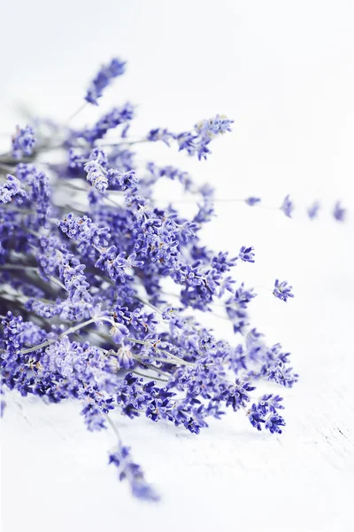 Lavendel in hoge sleutel — Stockfoto