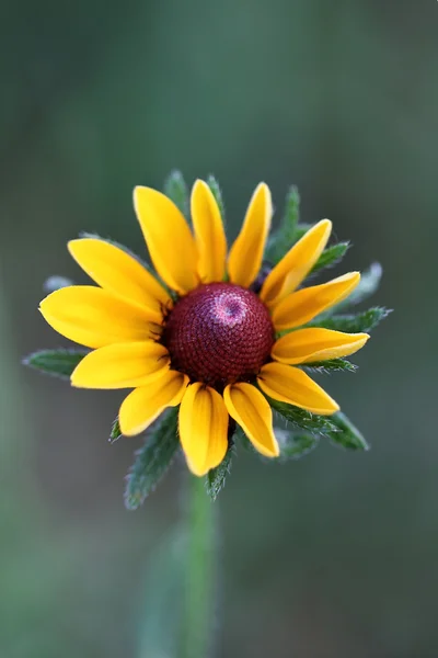 Schwarzäugige Susanblume — Stockfoto