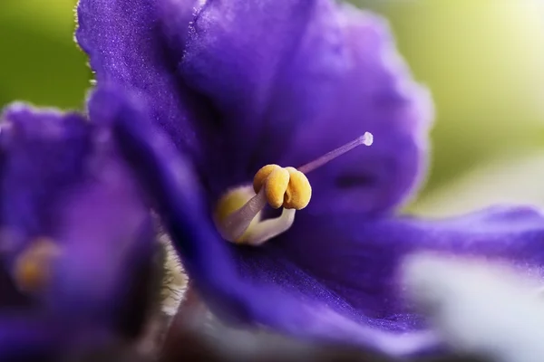 Macro violeta africana — Foto de Stock