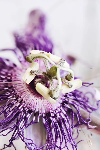 Цветок фиолетовой страсти — стоковое фото