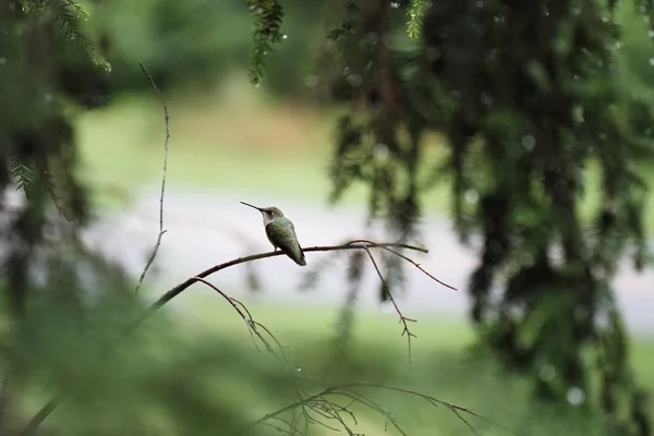 Ruby-Throated Hummingbird — Stock Photo, Image