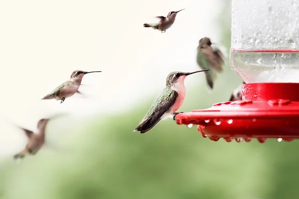 Ruby-Throated Hummingbirds — Stock Photo, Image