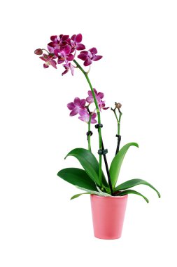İzole mor Phalaenopsis orkide çiçek