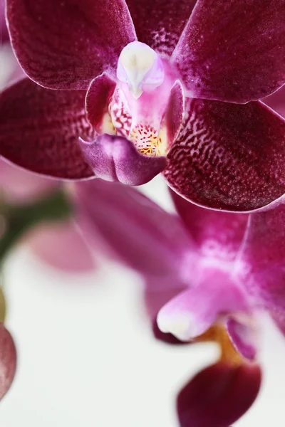 Fialová orchidej Phalaenopsis květ makro — Stock fotografie