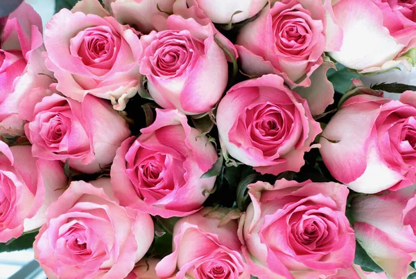 Schöne Rosa Und Weiße Rose Blume Hintergrund Bild Von Oben — Stockfoto