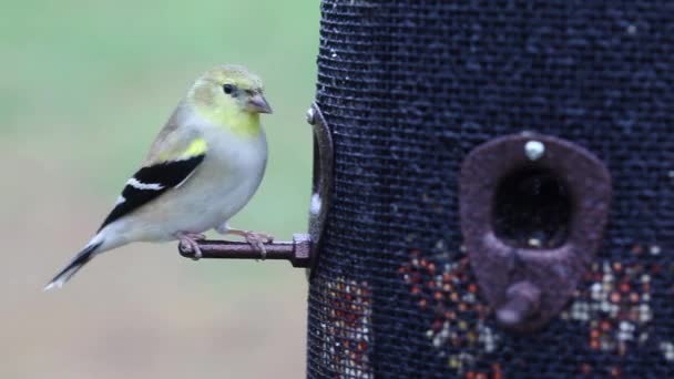 Amerikaanse Goudvink Spinus Tristis Zit Een Voerbak Die Een Zonnebloempitje — Stockvideo