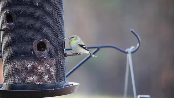 Jilguero Americano Spinus Tristis Posó Sobre Comedero Comiendo Una Semilla — Vídeos de Stock