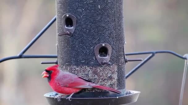 Разнообразие Певчих Птиц Северный Кардинал Каролина Чикади Tufted Titmouse Летят — стоковое видео