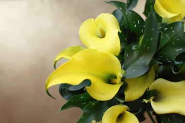 Zantedeschia aethiopica 'daki güzel sarı Calla Zambakları' nın yukarıdan görünüşü, metin için yeri olan bakır bir zemin üzerinde. Görüntü görüntüsü üstten. 