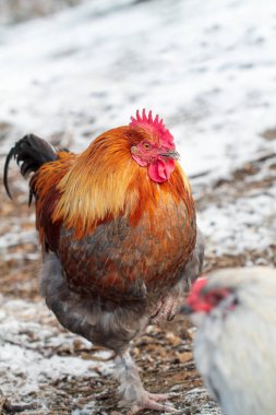 Yakışıklı Fransız Siyah Bakır Maran horozu karlı bir kış gününde dışarıda serbestçe dolaşıyor. Bulanık arkaplan ile seçmeli odak.
