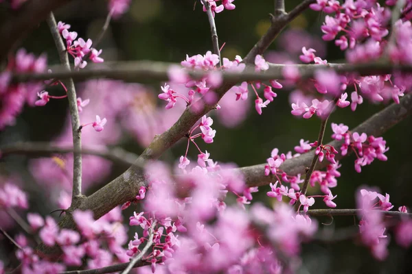 Kivonat Keleti Redbud Tree Cercis Canadensis Őshonos Kelet Észak Amerikában — Stock Fotó