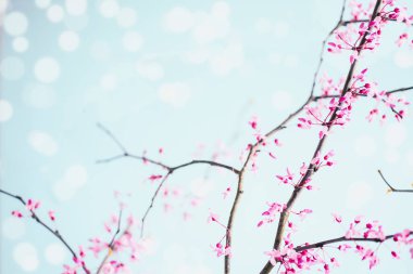Abstract of peaceful spring flower blossoms of a Eastern Redbud, or the Judas Tree, tree on a bright sunny spring day. Extreme shallow depth of field with blurred background. 