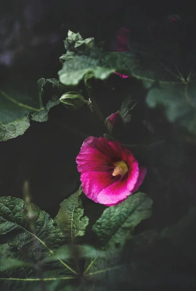 Piękne Teksturowane Staromodne Ciemny Różowy Lub Fioletowy Hollyhock Althaea Rosea — Zdjęcie stockowe