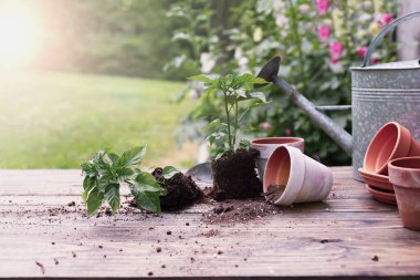 Outdoor garden bench with pepper plants and soil spilling from clay pottery in front of a stand of hollyhock plants. Extreme shallow depth of field with selective focus on tipped over pot. clipart